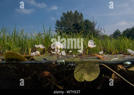 Frogbit (Hydrocharis morsus-ranae), Naardermeer bog lake, Olanda. Agosto. Foto Stock