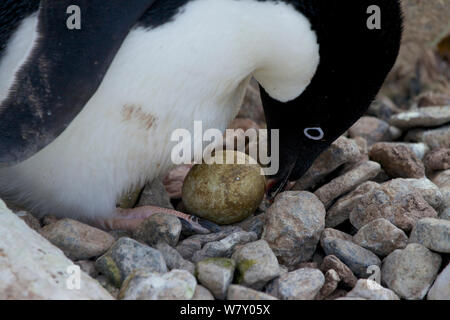 Adelie penguin (Pygoscelis adeliae) incubare l'uovo, l'Antartide. Foto Stock