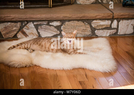 Gatto tabby domestico che urla arancione su un tappeto di pelle di pecora davanti ad un camino, New Jersey, Stati Uniti d'America, divertente gatti domestici animali divertenti Foto Stock