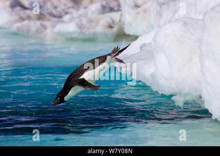 Adelie penguin (Pygoscelis adeliae) immersioni in mare, l'Antartide. Foto Stock