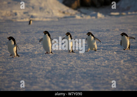 Adelie penguin (Pygoscelis adeliae) gruppo di cinque, di ritorno dal mare, l'Antartide. Foto Stock