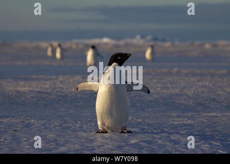 Adelie penguin (Pygoscelis adeliae) di ritorno dal mare, l'Antartide. Foto Stock