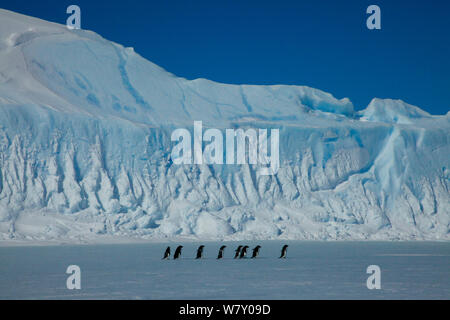 Adelie penguin (Pygoscelis adeliae) gruppo attraversando il ghiaccio a bordo del mare per l'alimentazione, l'Antartide. Foto Stock