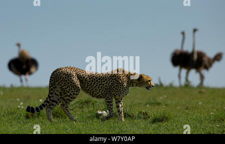 Ghepardo (Acinonyx jubatus) oltrepassando struzzi (Struthio camelus) Masai Mara, Kenya. Foto Stock