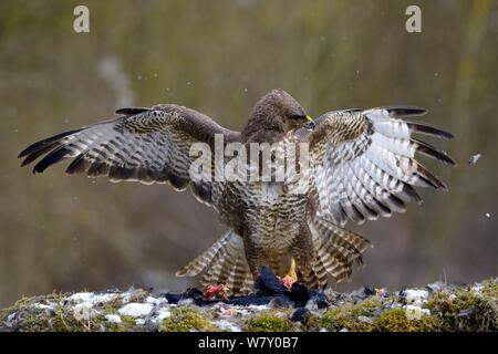 Comune poiana (Buteo buteo) alimentazione su un dead rook (Corvus frugilegus) nella neve in inverno, Lorena, Francia. Febbraio. Foto Stock