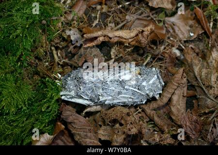 Gufo reale (Bubo bubo) pellet contenente rimane la sua preda, Lussemburgo. Marzo. Foto Stock