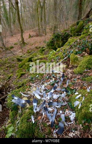 Piume di piccione strappato da un gufo reale (Bubo bubo) dalle sue prede su una roccia in una foresta, Lussemburgo. Marzo. Foto Stock