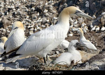 Gannett (Morus bassanus) con ceci su nido a Colonia, Bass Rock, Scozia, Luglio. Foto Stock