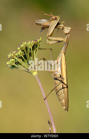 Unione mantide religiosa (mantide religiosa) femmina sulla pianta con grasshopper preda, Lorena, Francia. Settembre. Foto Stock