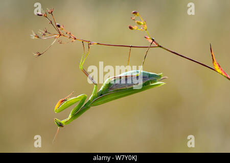 Unione mantide religiosa (mantide religiosa) femmina su impianto, Lorena, Francia. Settembre. Foto Stock