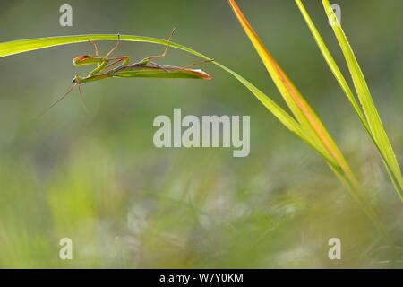 Unione mantide religiosa (mantide religiosa) maschio su erba, Lorena, Francia. Settembre. Foto Stock