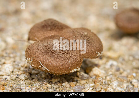 Piccolo marrone di funghi che crescono in sabbia Foto Stock