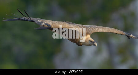 Grifone (Gyps fulvus) in volo, Verdon Gorge, Francia, Maggio. Foto Stock