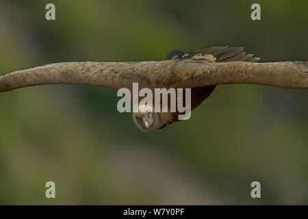 Grifone (Gyps fulvus) in volo, Verdon Gorge, Francia, Maggio. Foto Stock