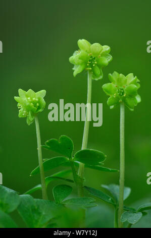 Moschatel municipio o clock (Adoxa moschatellina) in fiore. Il Dorset, Regno Unito, Aprile. Foto Stock