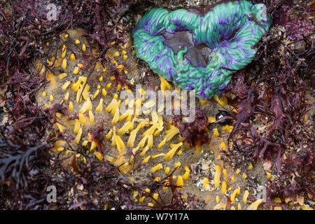 Snakelocks anemone (Anemonia viridis) in rock pool, Bretagna, Francia, gennaio. Foto Stock
