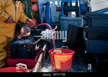 Pulizia del pescatore Limanda (Limanda ferruginea) sul ponte della pesca dragger. Stellwagen Bank, New England, Stati Uniti, Nord Oceano Atlantico, marzo 2009. Modello rilasciato. Foto Stock