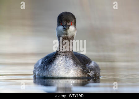 Collo Nero svasso (Podiceps nigricollis) ritratto di un adulto in inverno piumaggio. I Paesi Bassi.Aprile 2014 Foto Stock