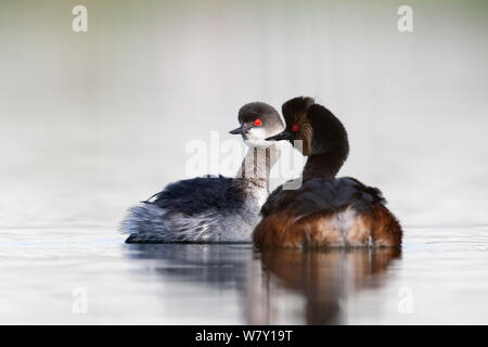 Collo Nero svasso (Podiceps nigricollis) coppia di eseguire i loro rituali di corteggiamento. Questo inizio di stagione della riproduzione uno degli svassi è ancora nel suo piumaggio invernale. I Paesi Bassi.Aprile 2014 Foto Stock