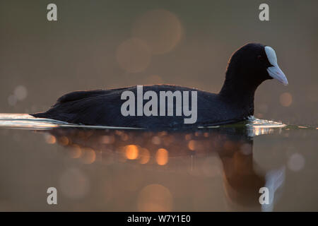 La folaga (fulica atra) adulto close-up. Backlit all'alba. I Paesi Bassi. Aprile 2014 Foto Stock