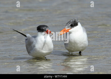 Caspian tern (Hydroprogne caspia) capretti chiamando per alimenti da adulto, Oman, febbraio. Foto Stock