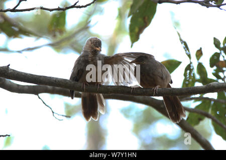 Jungle babbler (Turdoides striata) due sul ramo, India, gennaio. Foto Stock