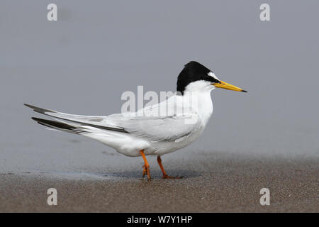 Fraticello (Sternula albifrons) sulla spiaggia durante la migrazione, Oman, Aprile. Foto Stock