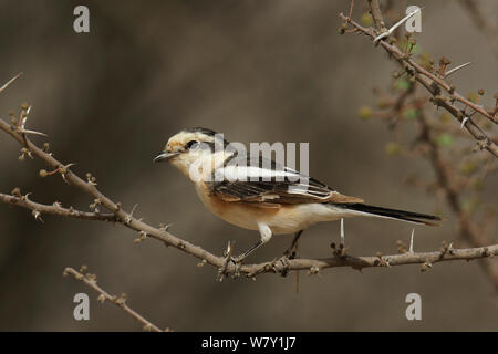 Shrike mascherato (Lanius nubicus) arroccato, durante la migrazione, Oman, Aprile. Foto Stock