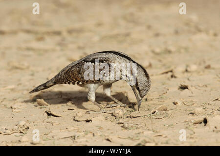 Eurasian spasmodico (Jynx torquilla) alimentazione sul terreno durante la migrazione a molla, Oman, Aprile. Foto Stock