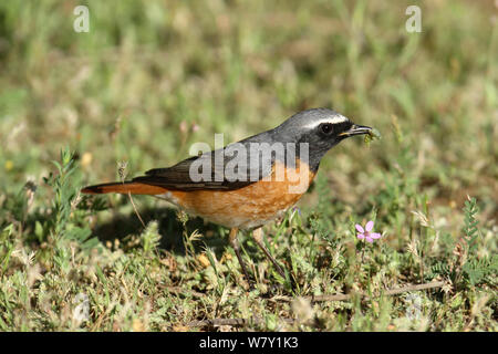 Comune (redstart Phoenicurus phoenicurus) maschio con caterpillar, Oman, Aprile. Foto Stock