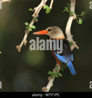 Testa Grigia kingfisher (Halcyon leucocephala) sul ramo, Oman, maggio. Foto Stock