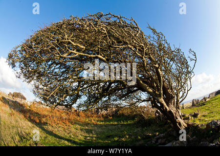 Albero di biancospino (Crataegus monogyna) modellata dal vento prevalente, crescendo in pascolo di pecore vicino Oxwich punto, Penisola di Gower, Wales, Regno Unito, ottobre. Foto Stock