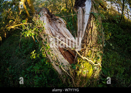 Il frassino (Fraxinus excelsior) tronco split aperto da gale force venti, Oxwich Bay Riserva Naturale, Penisola di Gower, Wales, Regno Unito, ottobre. Foto Stock