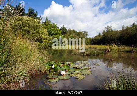 Piccolo laghetto con piante acquatiche e di palude, comprese quelle europee Ninfea Bianca (Nymphaea alba), West Harptree boschi, Mendip Hills, Somerset, Regno Unito, Agosto. Foto Stock