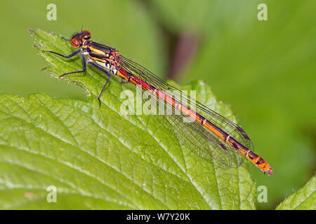 Maschio Rosso Grande Damselfly (Pyrrhosoma nymphula) poggiante su un Rovo foglie, Ladywell campi, Lewisham, Londra, Inghilterra, Regno Unito. Aprile Foto Stock