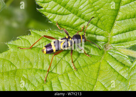 Wasp beetle (Clytra arietis) Brockley cimitero, Lewisham, Londra, Inghilterra, Regno Unito. Maggio Foto Stock