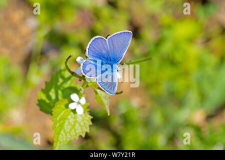 Agrifoglio maschio blue butterfly (Celastrina argiolus) Hutchinson&#39;s Bank, New Addington, South London, England, Regno Unito, maggio Foto Stock