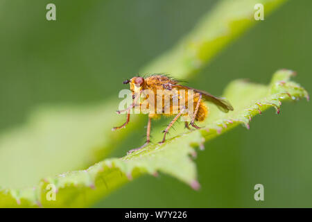 Maschio di sterco di giallo-fly (Scathophaga stercoraria) Brockley cimitero, Lewisham, Londra, Inghilterra, Regno Unito. Maggio Foto Stock