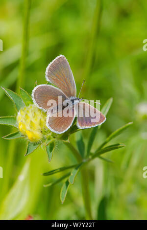 Piccolo maschio blue butterfly (Cupido minimus) Gran Bretagna&#39;s più piccolo butterfly Hutchinson&#39;s Bank, New Addington, South London, England, Regno Unito, Giugno Foto Stock
