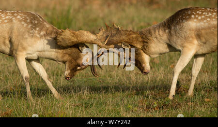 Daini (Dama Dama) bucks combattimenti, Leicestershire, Regno Unito. Foto Stock