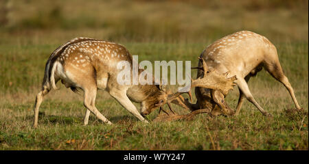 Daini (Dama Dama) bucks combattimenti, Leicestershire, Regno Unito. Foto Stock