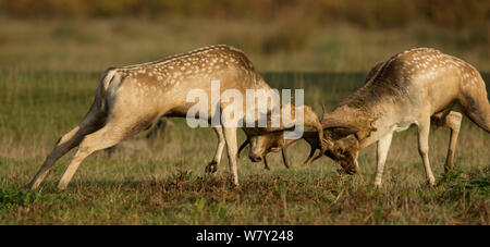 Daini (Dama Dama) bucks combattimenti, Leicestershire, Regno Unito. Foto Stock