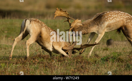 Daini (Dama Dama) bucks combattimenti, Leicestershire, Regno Unito. Foto Stock