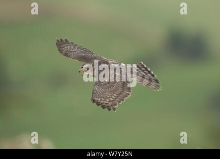 Sparviero (Accipiter nisus) capretti maschio in volo, Yorkshire, Regno Unito. Foto Stock