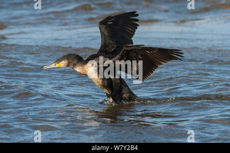 Il marangone dal ciuffo (phalacrocorax aristotelis) in inverno piumaggio di atterraggio su una insenatura di marea. Cresswell, Druridge Bay, Northumberland, Regno Unito, Marzo. Foto Stock