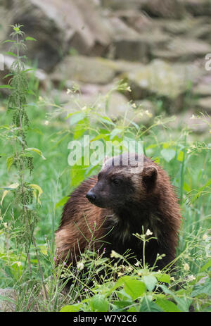 Wolverine (Gulo gulo) Hann-Munden, Bassa Sassonia, Germania. Captive Foto Stock