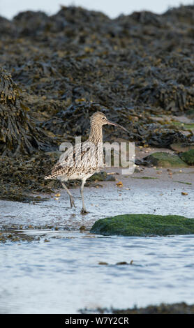 Eurasian curlew (Numenius arquata) camminando lungo tideline. A Isola Santa, Northumberland, Regno Unito, Marzo. Foto Stock