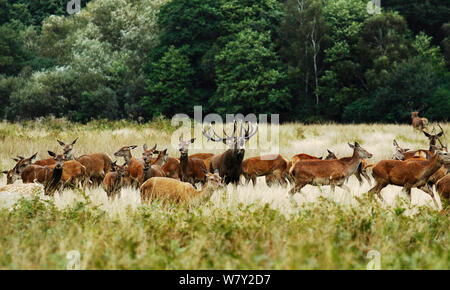 Il cervo (Cervus elaphus) dominanti stag circondato da harem di cerve. Surrey, Regno Unito, Settembre. Foto Stock