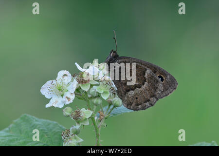 Grande Fuligginosa Satiro (Satyrus ferula) il Parco Nazionale del Mercantour, Provenza, Francia, giugno. Foto Stock