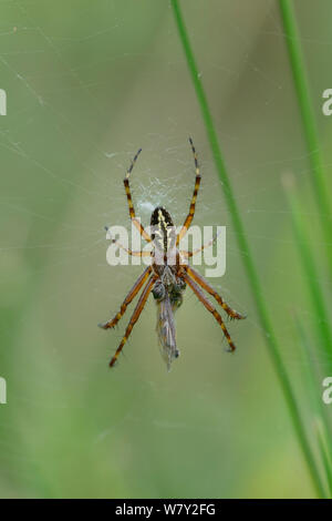 Oak Spider (Aculepeira ceropegia) alimentazione sulla preda, Isola village, il Parco Nazionale del Mercantour, Provenza, in Francia, in luglio. Foto Stock